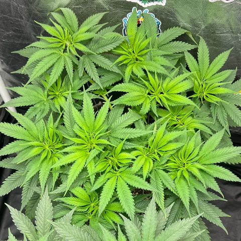 Zombie Kush growlog timeline photo