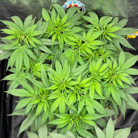 Zombie Kush growlog timeline photo