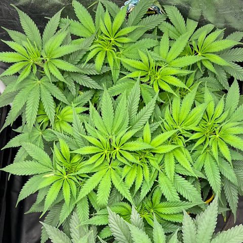 Zombie Kush growlog timeline photo