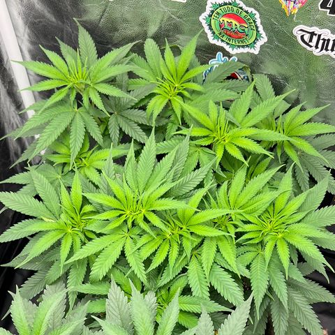 Zombie Kush growlog timeline photo