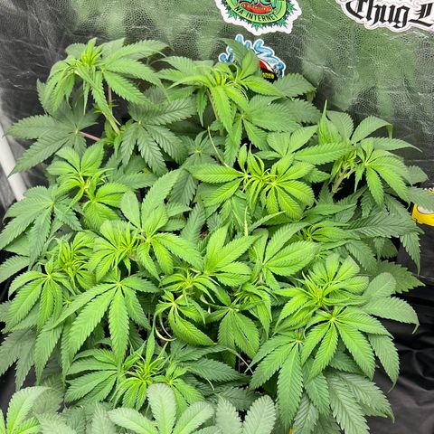 Zombie Kush growlog timeline photo