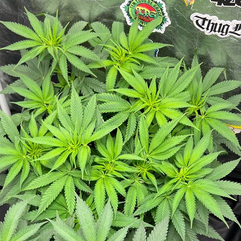 Zombie Kush growlog timeline photo