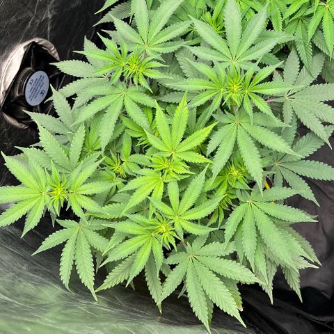 Radical Juice growlog timeline photo