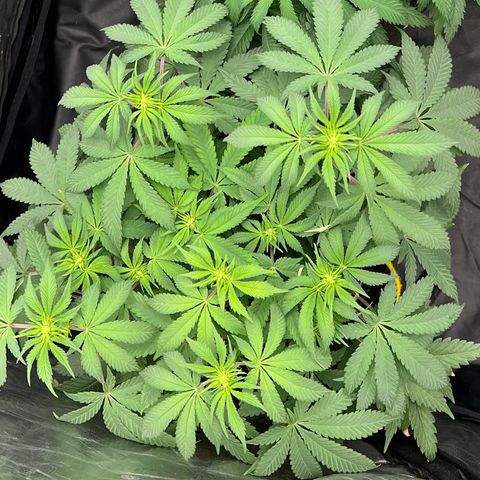 Radical Juice growlog timeline photo