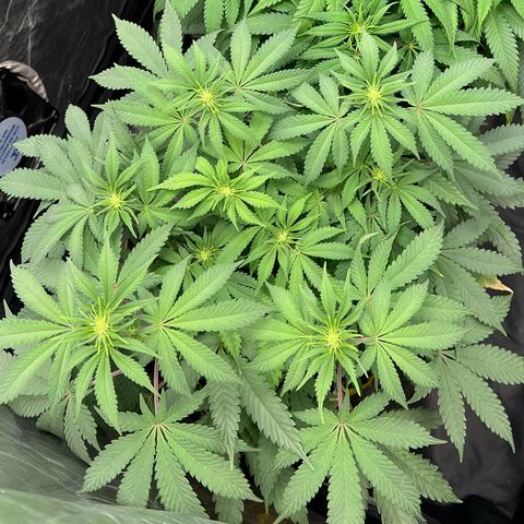 Radical Juice growlog timeline photo