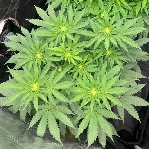 Radical Juice growlog timeline photo