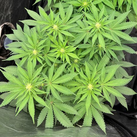 Radical Juice growlog timeline photo
