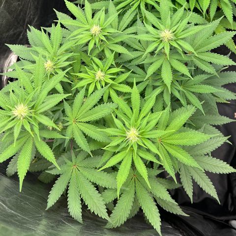 Radical Juice growlog timeline photo