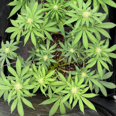 Radical Juice growlog timeline photo