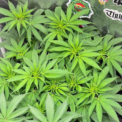Zombie Kush growlog timeline photo