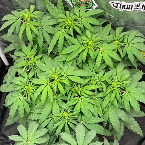 Zombie Kush growlog timeline photo
