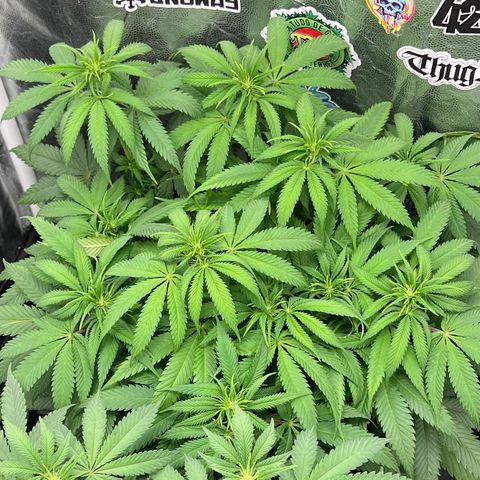Zombie Kush growlog timeline photo
