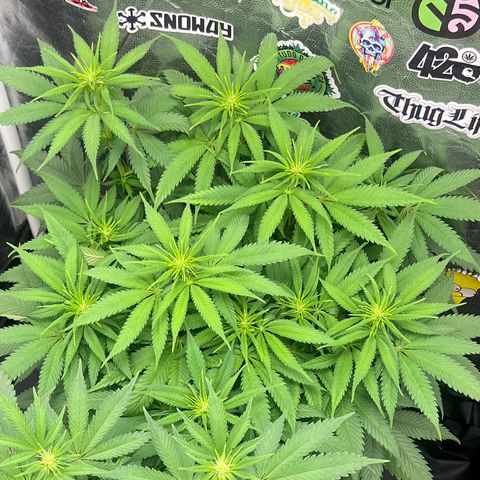 Zombie Kush growlog timeline photo