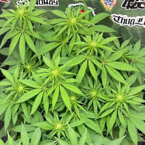 Zombie Kush growlog timeline photo