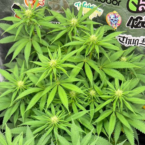 Zombie Kush growlog timeline photo