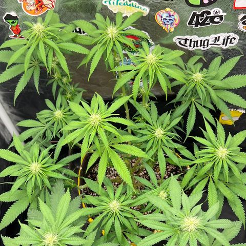 Zombie Kush growlog timeline photo