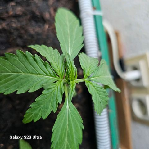 Purple Amnesia  growlog timeline photo
