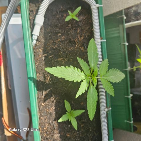 Purple Amnesia  growlog timeline photo
