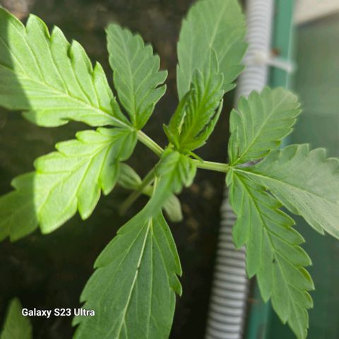 Purple Amnesia  growlog timeline photo