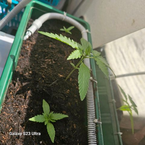 Purple Amnesia  growlog timeline photo
