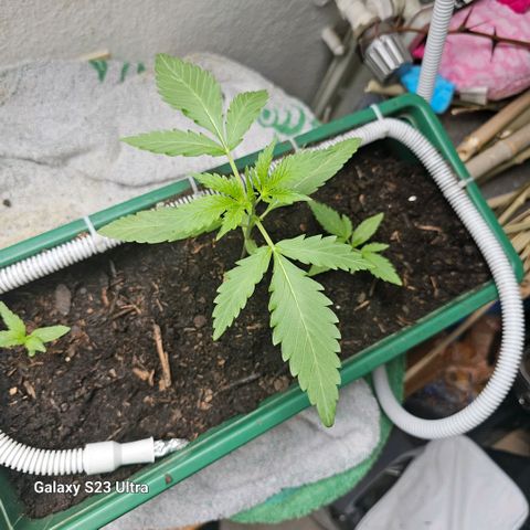 Purple Amnesia  growlog timeline photo