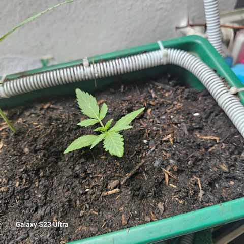 Purple Amnesia  growlog timeline photo