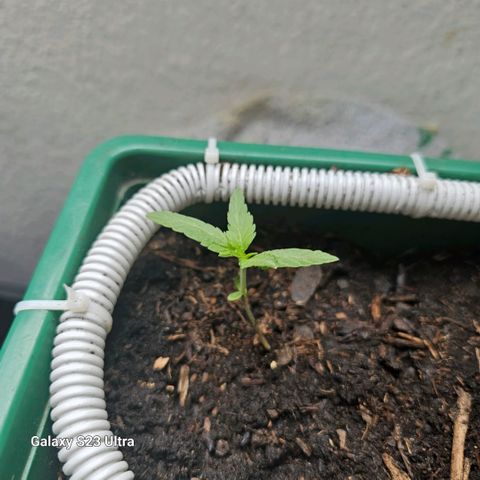 Purple Amnesia  growlog timeline photo
