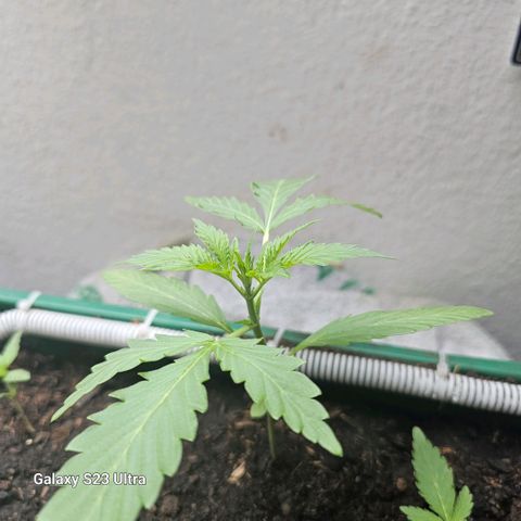 Purple Amnesia  growlog timeline photo