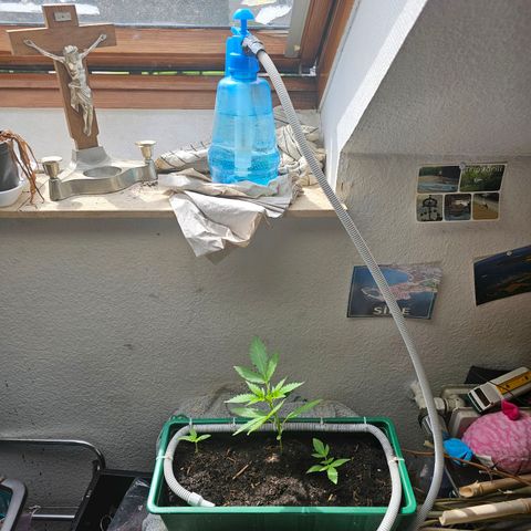 Purple Amnesia  growlog timeline photo