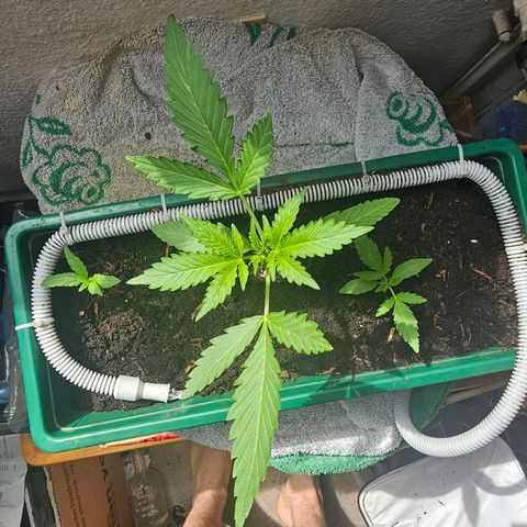 Purple Amnesia  growlog timeline photo