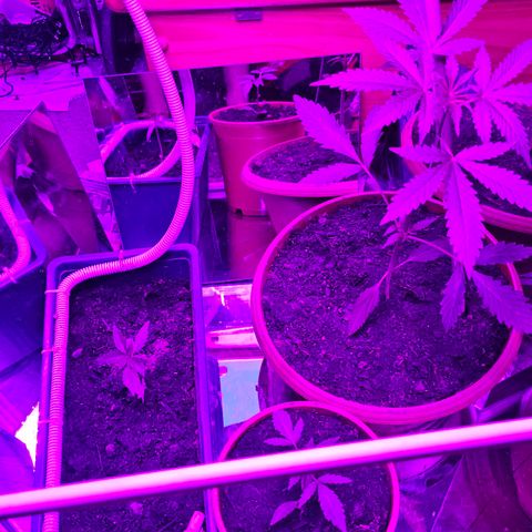 Purple Amnesia  growlog timeline photo