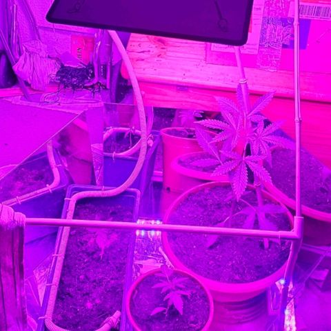 Purple Amnesia  growlog timeline photo