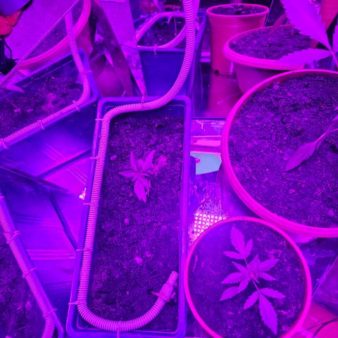 Purple Amnesia  growlog timeline photo