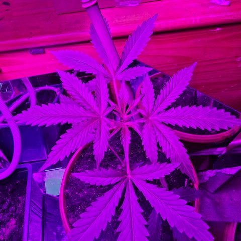 Purple Amnesia  growlog timeline photo