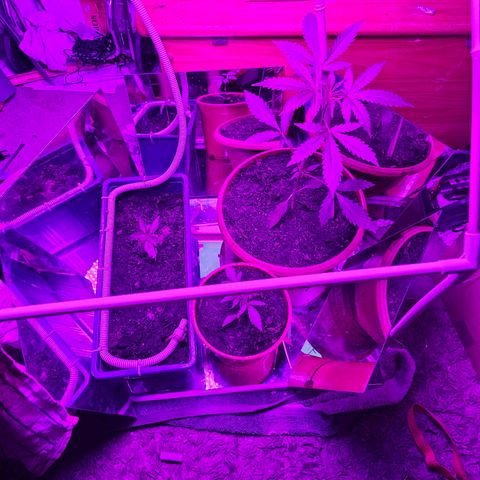 Purple Amnesia  growlog timeline photo