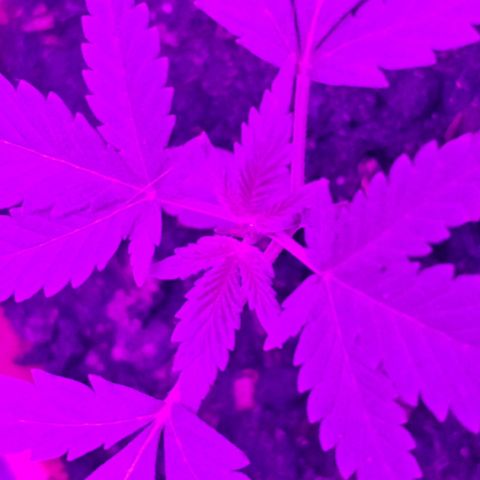 Purple Amnesia  growlog photo: Im growzelt