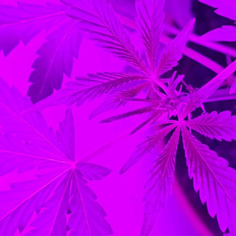 Purple Amnesia  growlog photo: Im growzelt