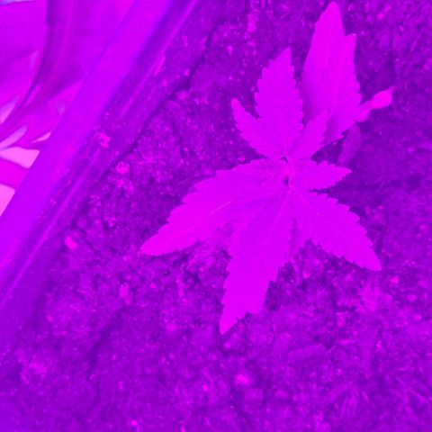 Purple Amnesia  growlog photo: Im growzelt