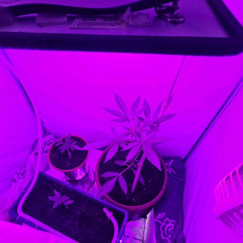 Purple Amnesia  growlog photo: Im growzelt