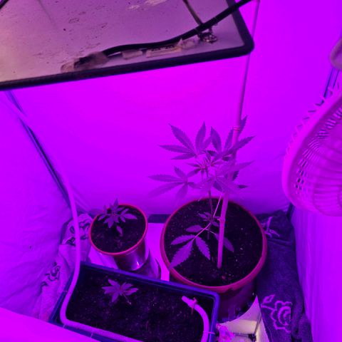Purple Amnesia  growlog photo: Im growzelt