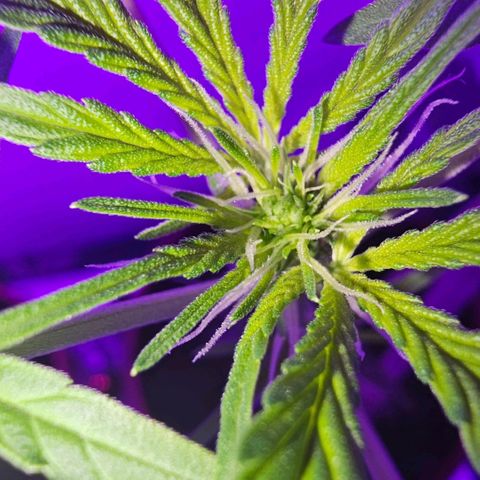 Purple Amnesia  growlog timeline photo