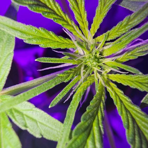 Purple Amnesia  growlog timeline photo