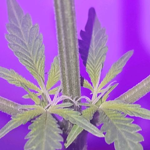 Purple Amnesia  growlog timeline photo