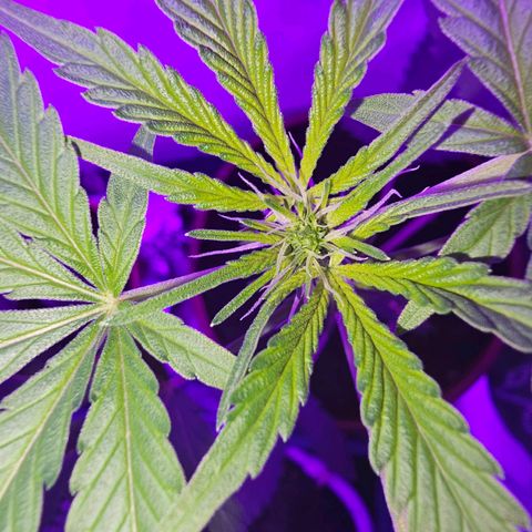 Purple Amnesia  growlog timeline photo