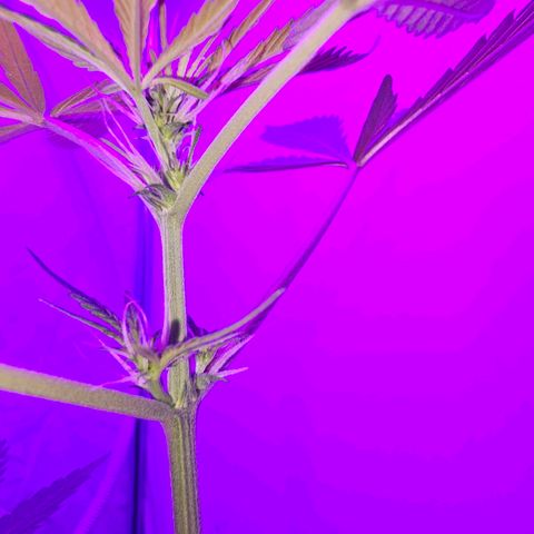 Purple Amnesia  growlog timeline photo