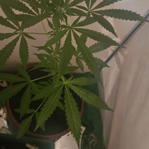 Purple Amnesia  growlog timeline photo