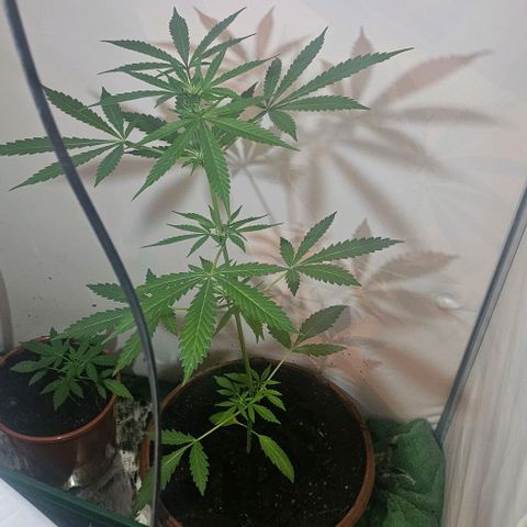Purple Amnesia  growlog timeline photo