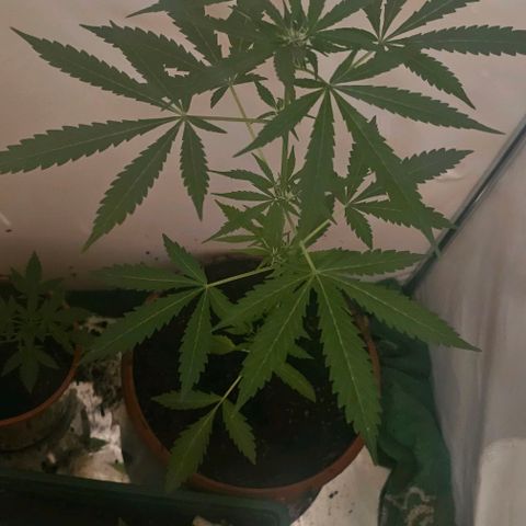 Purple Amnesia  growlog timeline photo