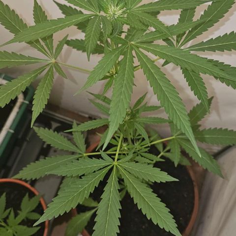 Purple Amnesia  growlog timeline photo