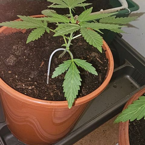 Purple Amnesia  growlog timeline photo